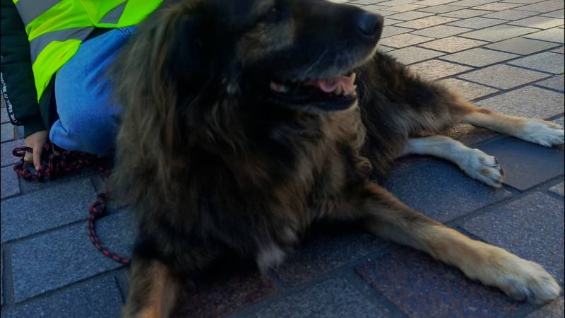 CZTERY ŁAPY ZE SKAŁOWA ODC. 17